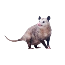 Tlacuache